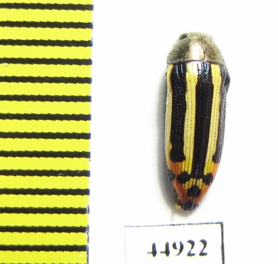 Buprestidae sp.  Zambia - INSECTS-STORE.RU