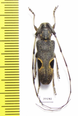 Cerambycidae sp.  China, Guangxi prov. - INSECTS-STORE.RU