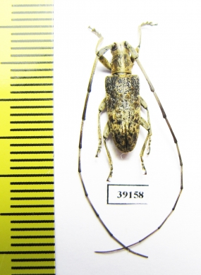 Cerambycidae sp.  China, Yunnan prov. - INSECTS-STORE.RU