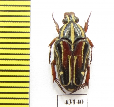 Ixorida regia bicolor  Indonesia, Kalimantan - INSECTS-STORE.RU