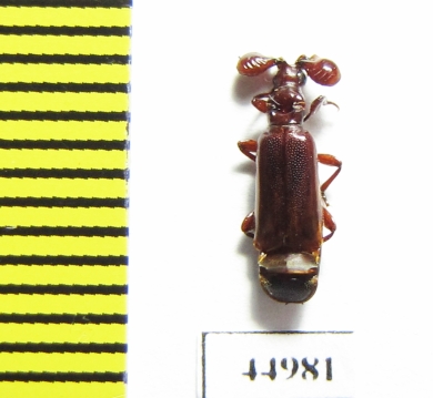 Paussinae sp.  Zambia - INSECTS-STORE.RU