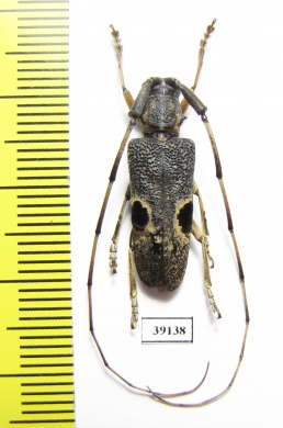 Cerambycidae sp.  China, Guangxi prov. - INSECTS-STORE.RU