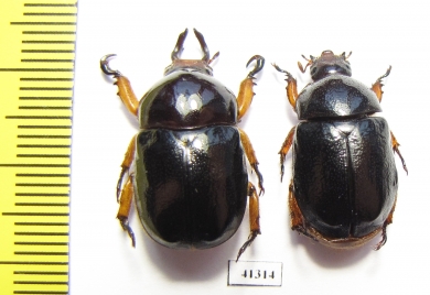 Didrepanephorus yunnanus, pair  Laos - INSECTS-STORE.RU