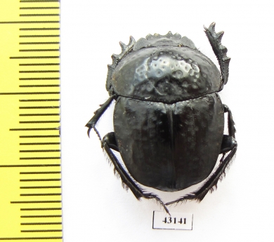 Scarabaeus cicatricosus  Spain - INSECTS-STORE.RU