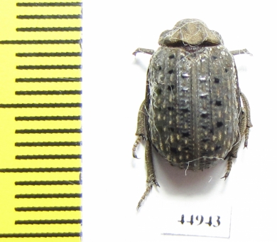 Trogidae sp.  Sierra Leone - INSECTS-STORE.RU