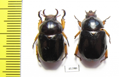 Didrepanephorus yunnanus, pair  Laos - INSECTS-STORE.RU