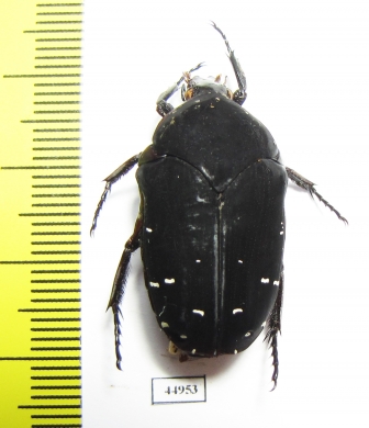 Stethodesma strachani  Sierra Leone - INSECTS-STORE.RU