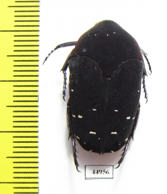 Stethodesma strachani  Sierra Leone - INSECTS-STORE.RU