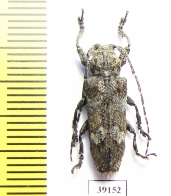 Cerambycidae sp.  China, Yunnan prov. - INSECTS-STORE.RU