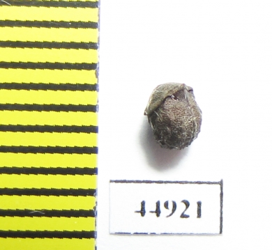 Besuchetostes jaccoudi?  Malaysia - INSECTS-STORE.RU