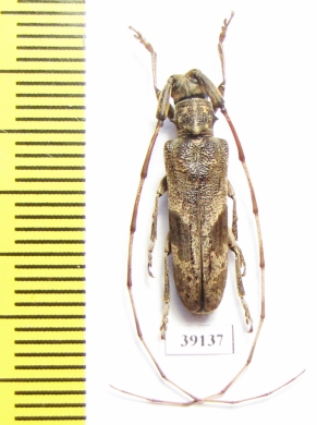 Cerambycidae sp.  China, Fujian prov. - INSECTS-STORE.RU