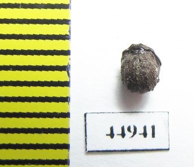 Besuchetostes jaccoudi?  Malaysia - INSECTS-STORE.RU