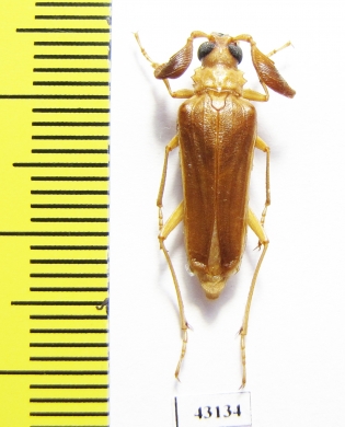 Microarthron komarowi, male  Uzbekistan - INSECTS-STORE.RU