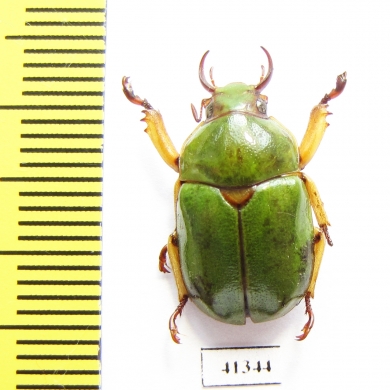 Kibakoganea yoshitomii  Laos   - INSECTS-STORE.RU