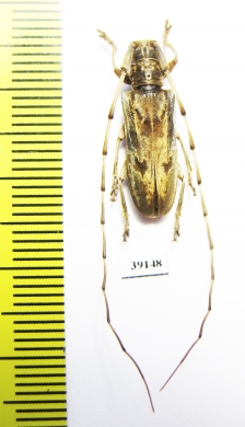 Cerambycidae sp.  China, Fujian prov. - INSECTS-STORE.RU