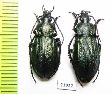 Carabus (Eucarabus) arvensis conciliator?  Russia, Kamchatka - INSECTS-STORE.RU