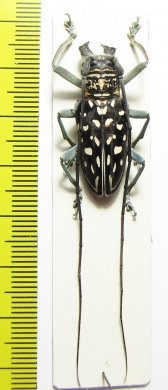 Stellognatha maculata  Madagascar - INSECTS-STORE.RU