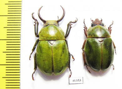 Kibakoganea ? tamdaoensis, pair  Laos   - INSECTS-STORE.RU