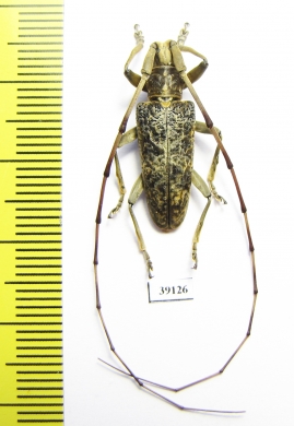 Cerambycidae sp.  China, Yunnan prov. - INSECTS-STORE.RU