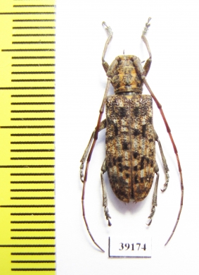 Cerambycidae sp.  China, Guangxi prov. - INSECTS-STORE.RU