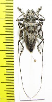 Ancylonotus tribulus, male  Congo - INSECTS-STORE.RU