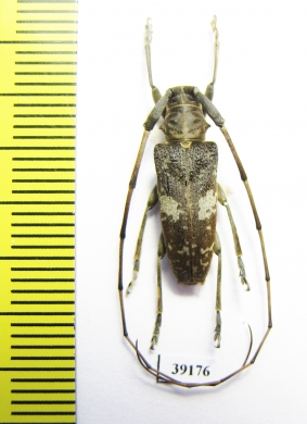 Cerambycidae sp.  China, Guangxi prov. - INSECTS-STORE.RU