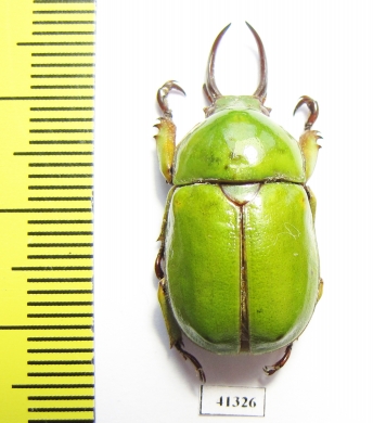 Kibakoganea sp.  Thailand - INSECTS-STORE.RU