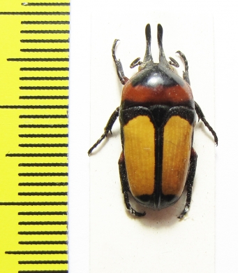 Dicheros bicornis malayanus  Malaysia - INSECTS-STORE.RU