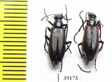 Meloidae sp.  Chile - INSECTS-STORE.RU