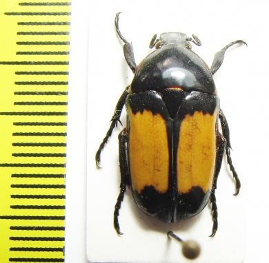 Pedinorrhina septa  Cameroon - INSECTS-STORE.RU