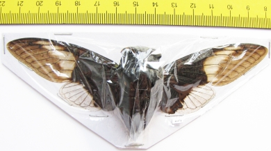 Cryptotympana aquila  Thailand  123mm - INSECTS-STORE.RU