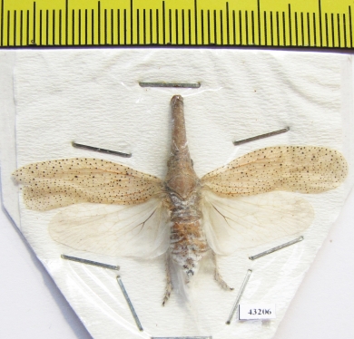 Zanna tapira  Indonesia, Java - INSECTS-STORE.RU