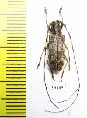 Cerambycidae sp.  China, Guangxi prov. - INSECTS-STORE.RU