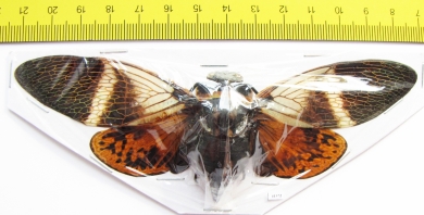 Angamiana floridula  Thailand  138mm - INSECTS-STORE.RU