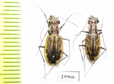 Cicindelinae sp.  Togo - INSECTS-STORE.RU