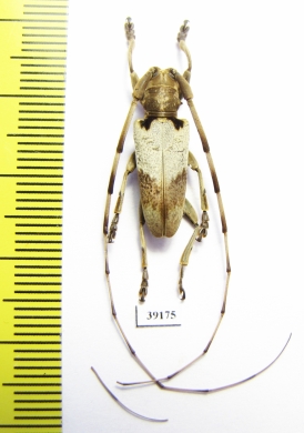 Cerambycidae sp.  China, Guangxi prov. - INSECTS-STORE.RU