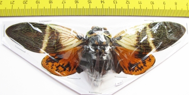 Angamiana floridula  Thailand  138mm - INSECTS-STORE.RU