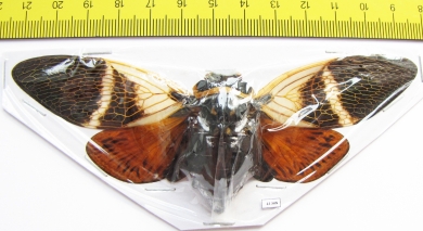 Angamiana floridula  Thailand  127mm - INSECTS-STORE.RU