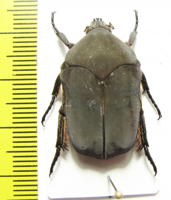 Allorrhina sp.  Peru - INSECTS-STORE.RU