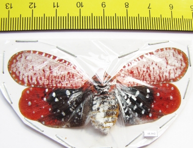 Aphaena submaculata  Malaysia - INSECTS-STORE.RU