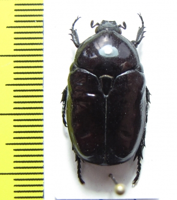 Diplognatha gagates  Cameroon - INSECTS-STORE.RU