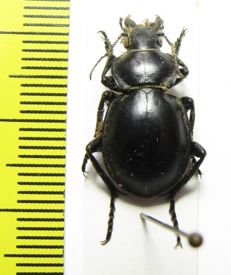 Callisthenes breviusculus  Armenia - INSECTS-STORE.RU