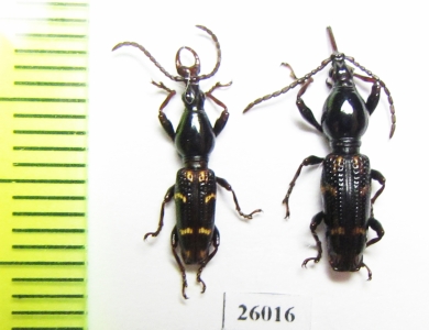 Brentidae sp., pair  South Africa Rep. - INSECTS-STORE.RU