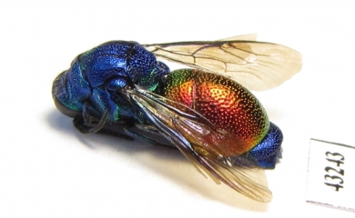 Chrysididae sp.  Kazakhstan - INSECTS-STORE.RU