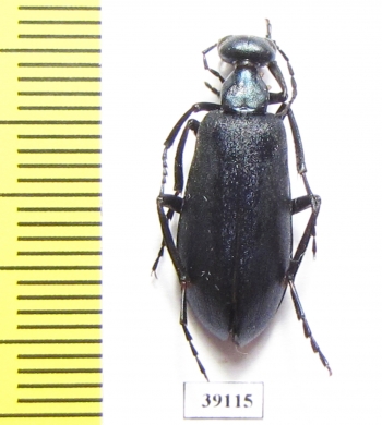 Cyaneolytta sp.  Senegal - INSECTS-STORE.RU