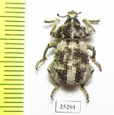 Brachyceridae sp.2  South Africa Rep. - INSECTS-STORE.RU