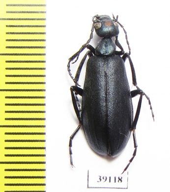 Cyaneolytta sp.  Senegal - INSECTS-STORE.RU