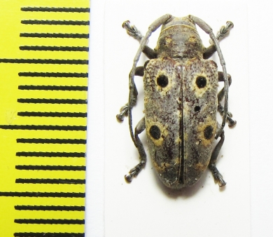 Cerambycidae sp.  Madagascar - INSECTS-STORE.RU