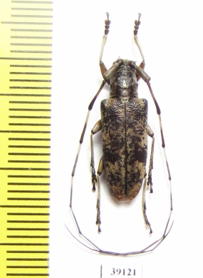 Cerambycidae sp.  China, Guangxi prov. - INSECTS-STORE.RU