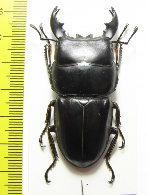 Dorcus alcides  Indonesia, Sumatra  60mm - INSECTS-STORE.RU